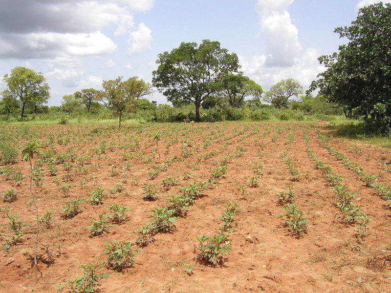 Imagen de la noticia Implementación de sistemas de riego y desarrollo de cooperativas agropecuarias de mujeres para garantizar la soberanía alimentaria